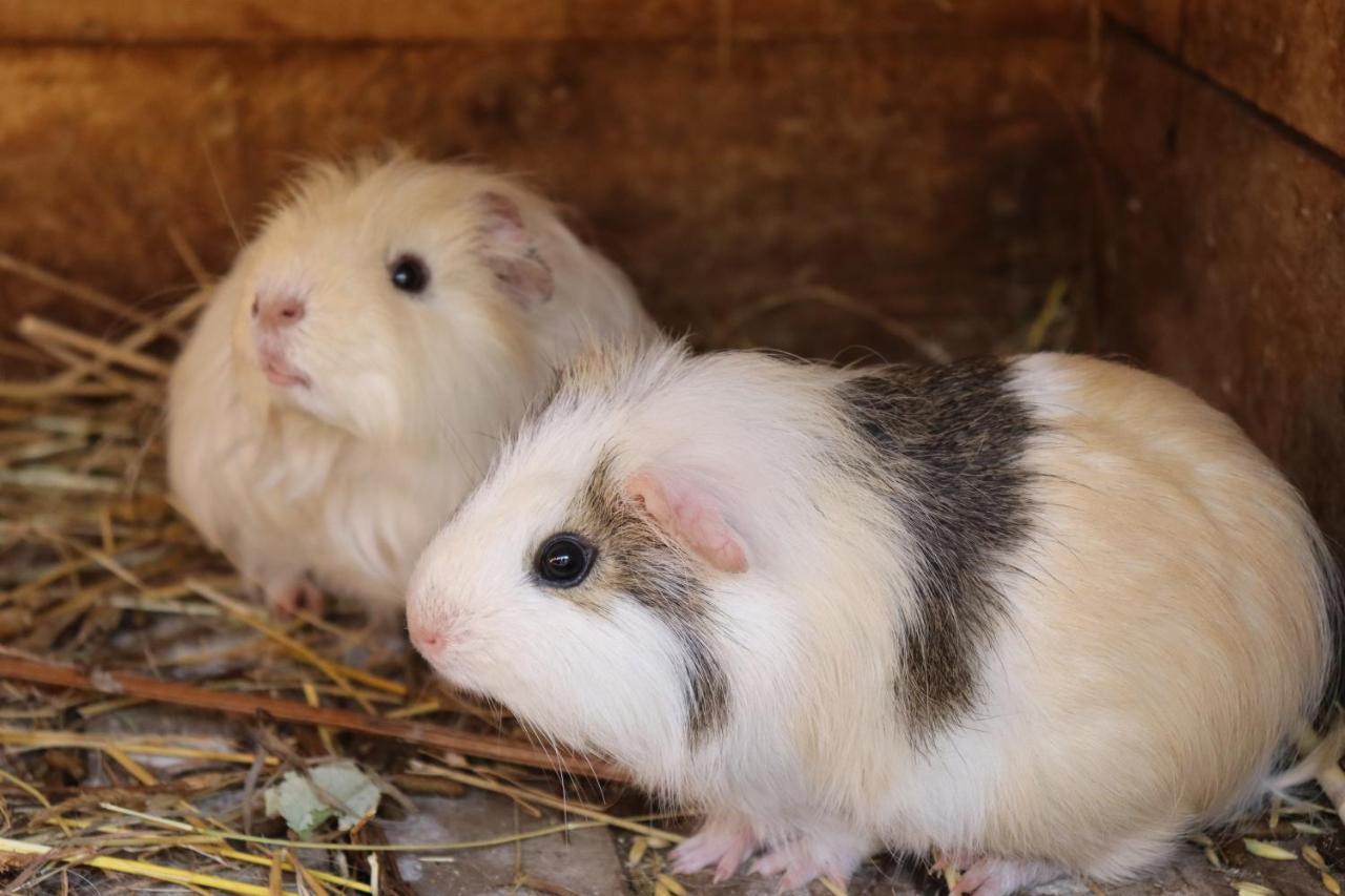 Apartament Agro Zula Hrabušice Zewnętrze zdjęcie